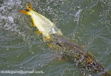 Fly-fishing Image of Golden Dorado shared by German Ramirez – Fly dreamers