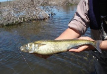  Captura de Pesca con Mosca de Pejerrey por Fernando Hook & Gold Outfitters – Fly dreamers