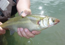  Foto de Pesca con Mosca de Pejerrey por Fernando Hook & Gold Outfitters – Fly dreamers 