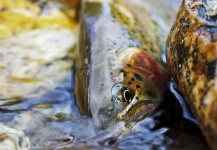  Foto de Pesca con Mosca de Trucha arcoiris compartida por Paul Swint – Fly dreamers