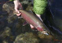  Fotografía de Pesca con Mosca de Trucha arcoiris por Paul Swint – Fly dreamers 