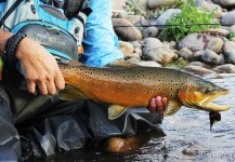  Fotografía de Pesca con Mosca de Trucha marrón por Paul Swint – Fly dreamers