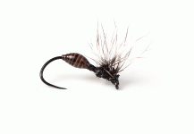 BiH Ant - Dry Fly - Fly dreamers