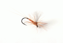 BZ Aurivillii Dun - Dry Fly - Fly dreamers