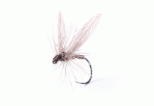 Lephto Dun - Dry Fly - Fly dreamers