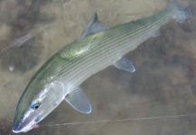 Mike Hennessy 's Fly-fishing Photo of a Bonefish – Fly dreamers 