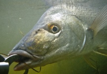  Fotografía de Pesca con Mosca de Otras especies compartida por Henkie Altena – Fly dreamers