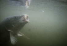  Fotografía de Pesca con Mosca por Henkie Altena – Fly dreamers