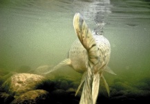  Mira esta Excelente fotografía de Pesca con Mosca de Henkie Altena