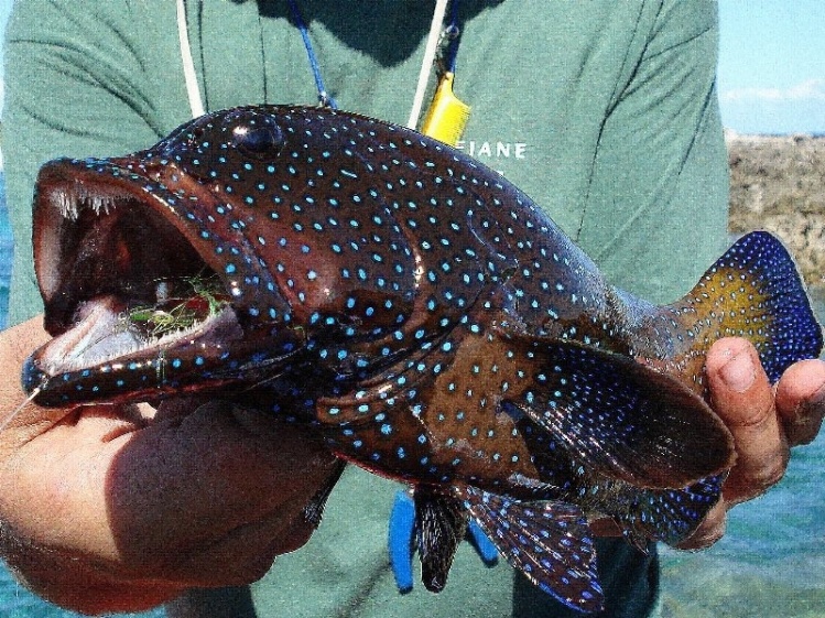 Peacock Rock cod 