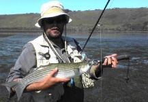 Fly-fishing Picture of Mullet shared by Henkie Altena – Fly dreamers