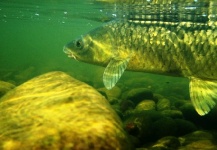 Henkie Altena 's Fly-fishing Photo of a Yellowfish – Fly dreamers 