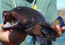 Henkie Altena 's Fly-fishing Picture of a Other Species – Fly dreamers 