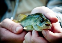 Trevor Puttick 's Fly-fishing Photo of a Perch – Fly dreamers 