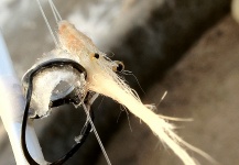 White Shrimp para Seatrout - Fly dreamers