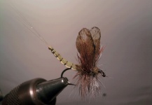 Richie Butler 's Fly-tying for Brown trout - Photo – Fly dreamers 