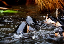  Foto de Pesca con Mosca de Barbo por Luke Saffarek – Fly dreamers 