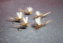 Nathan Madison 's Fly for Browns -  Photo – Fly dreamers 
