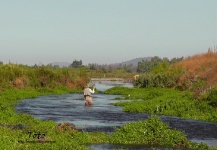  Pejerrey – Situación de Pesca con Mosca – Por Rodrigo Torres