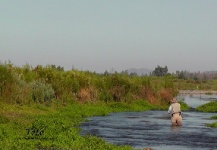  Situación de Pesca con Mosca de Pejerrey – Imagen por Rodrigo Torres en Fly dreamers