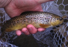 John Gross 's Fly-fishing Pic of a Brown trout – Fly dreamers 