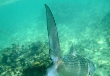 Rare Hawaiian Bonefish school over 500 fish over 7#'s