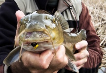  Genial Foto de Pesca con Mosca compartida por Arturo Monetti – Fly dreamers