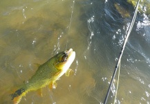  Foto de Pesca con Mosca compartida por Roberto Esteban Galbarini – Fly dreamers