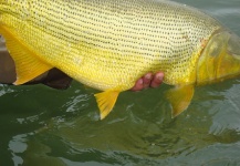  Una Interesante foto de Pesca con Mosca por Roberto Esteban Galbarini