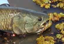  Fotografía de Pesca con Mosca de Tararira por Martin Tagliabue – Fly dreamers 