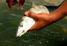 Fly-fishing Picture of Bonefish shared by Alexander Bjørø – Fly dreamers