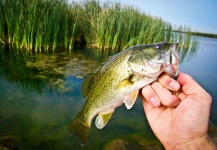  Fotografía de Pesca con Mosca de Bass de boca grande - Lubina Negra por Luke Saffarek – Fly dreamers 