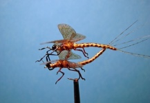  Excelente Foto de Atado de moscas compartida por Johan Put – Fly dreamers
