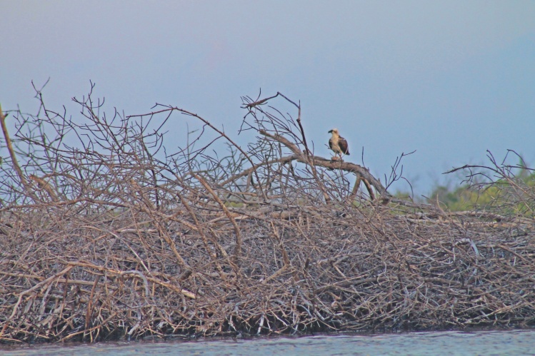 Marine Eagle