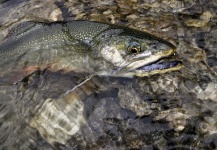  Imagen de Pesca con Mosca de Arctic Char - Salvelino Alpino compartida por Arturo Monetti – Fly dreamers