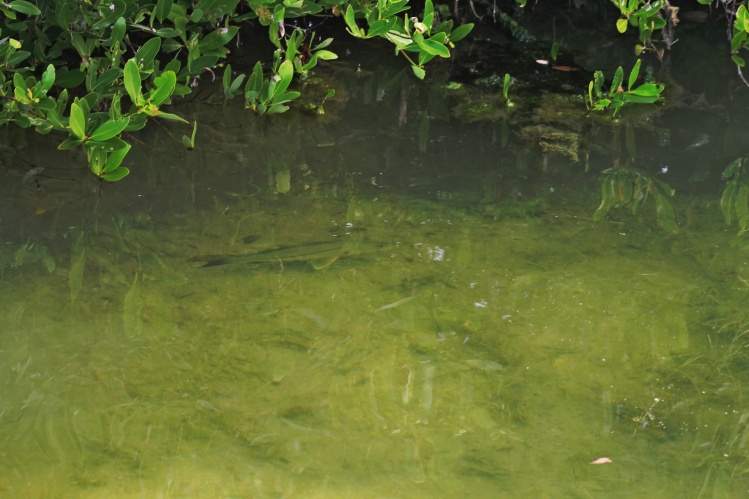 Great Camo Snook!