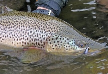 Fly Fishing Argentina with PATAGONIA OUTFITTERS