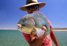Jono Shales 's Fly-fishing Photo of a Parrotfish – Fly dreamers 