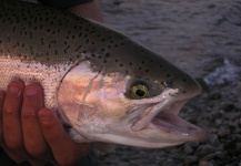  Fotografía de Pesca con Mosca de Trucha arcoiris por Facundo Smufer – Fly dreamers