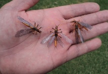  Mira esta Interesante fotografía de atado de Sergio Córdoba – Fly dreamers