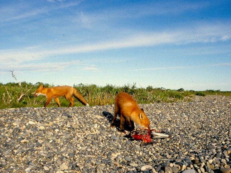 TWO RED FOX EATING SOCK EYE SALMON. I WAS ONLY FIVE FEET FROM THEM. THEY RETURNED EACH DAY