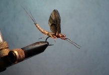  Excelente Fotografía de Atado compartida por Sergio Córdoba – Fly dreamers