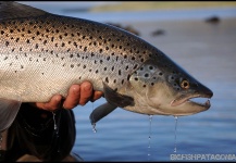 Fly-fishing Pic of Brown trout shared by Jack Hardman – Fly dreamers 