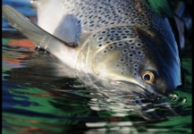 Fly-fishing Pic of English trout shared by Jack Hardman – Fly dreamers 