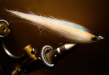 Fly-tying for Bluefish - Tailor - Shad - Photo shared by Henkie Altena – Fly dreamers 