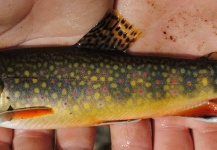 Native Wisconsin Brook Trout, Otter Creek