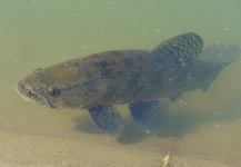 Fly-fishing Photo of Wolf Fish shared by David Rodriguez – Fly dreamers 