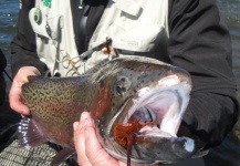 Fly-fishing Pic of Rainbow trout shared by David Cowes – Fly dreamers 