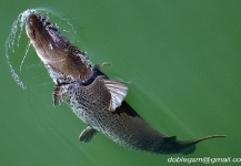  Fotografía de Pesca con Mosca de Surubí compartida por German Ramirez – Fly dreamers