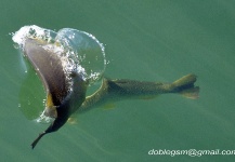 German Ramirez 's Fly-fishing Photo of a Pacu – Fly dreamers 